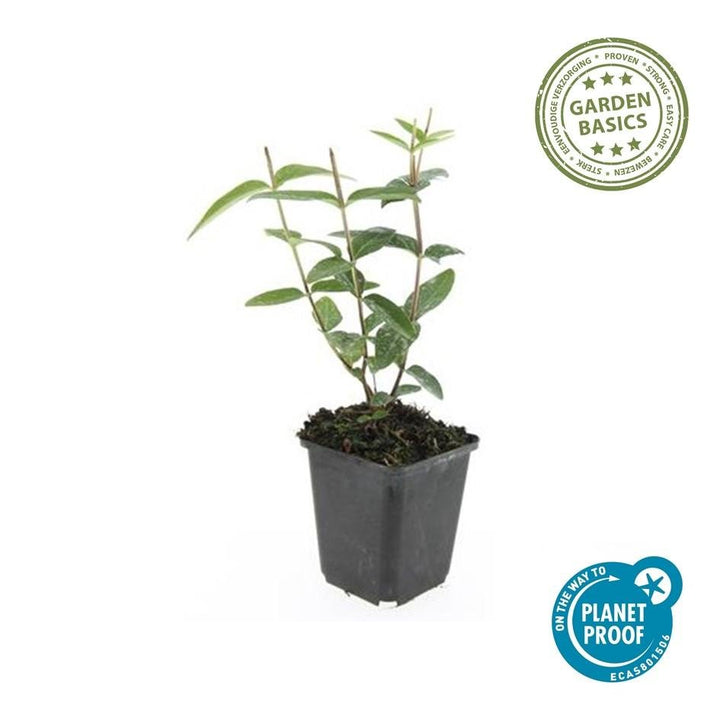 Hypericum Inodorum - 20cm - Zimmerpflanze kaufen