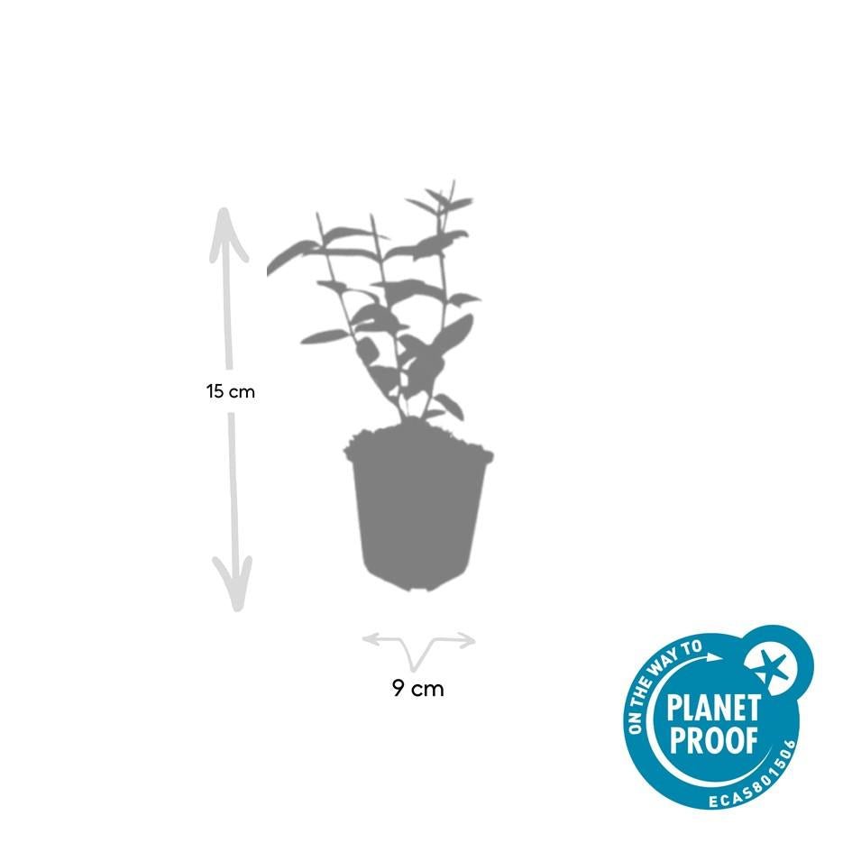 Hypericum Inodorum - 20cm - Zimmerpflanze kaufen
