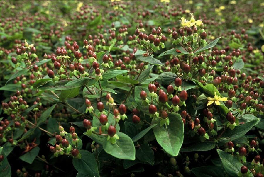 Hypericum Inodorum - 20cm - Zimmerpflanze kaufen