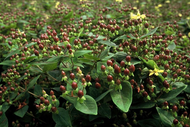Hypericum Inodorum - 20cm - Zimmerpflanze kaufen