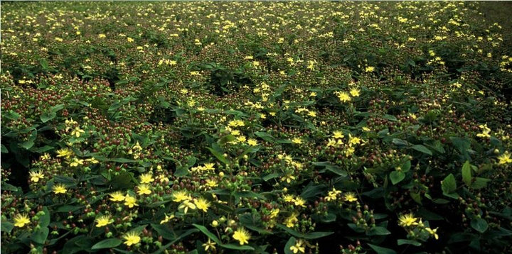 Hypericum Inodorum - 20cm - Zimmerpflanze kaufen