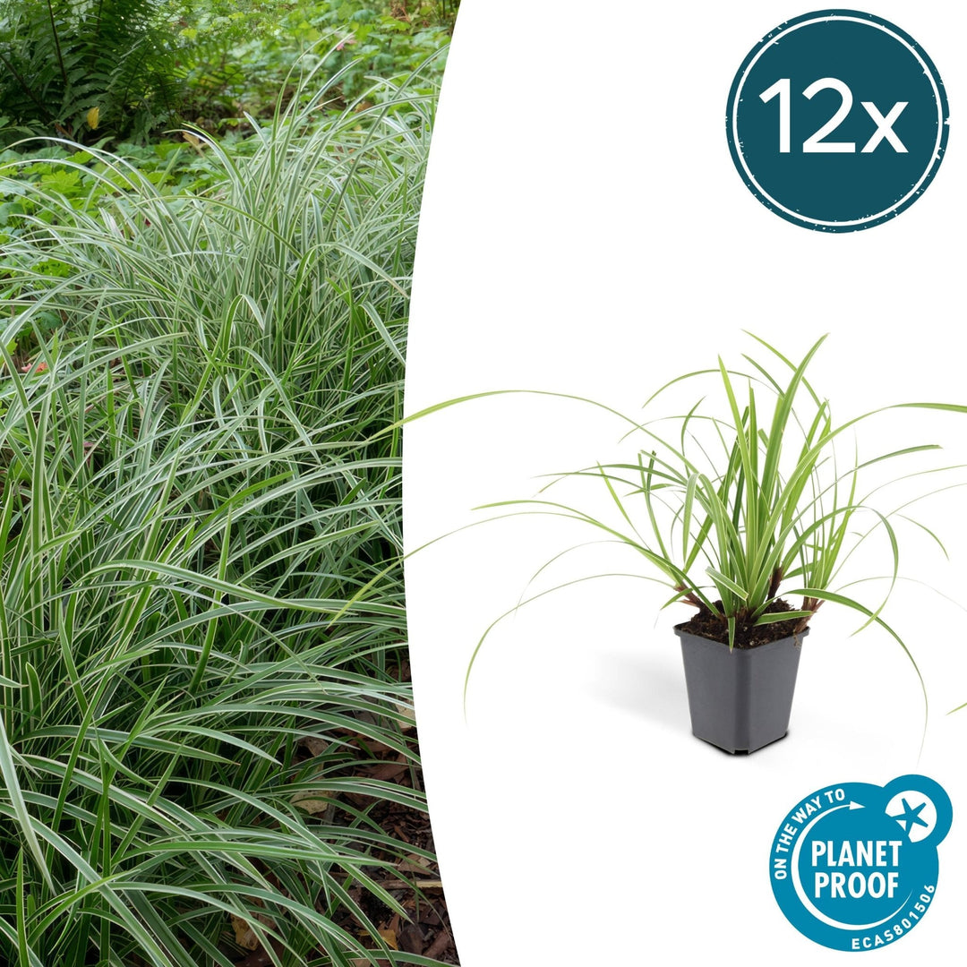 Carex morrowii 'Ice Dance' - 20cm - Zimmerpflanze Kaufen