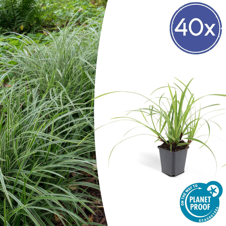 Carex morrowii 'Ice Dance' - 20cm - Zimmerpflanze Kaufen