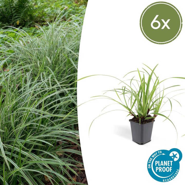 Carex morrowii 'Ice Dance' - 20cm - Zimmerpflanze Kaufen