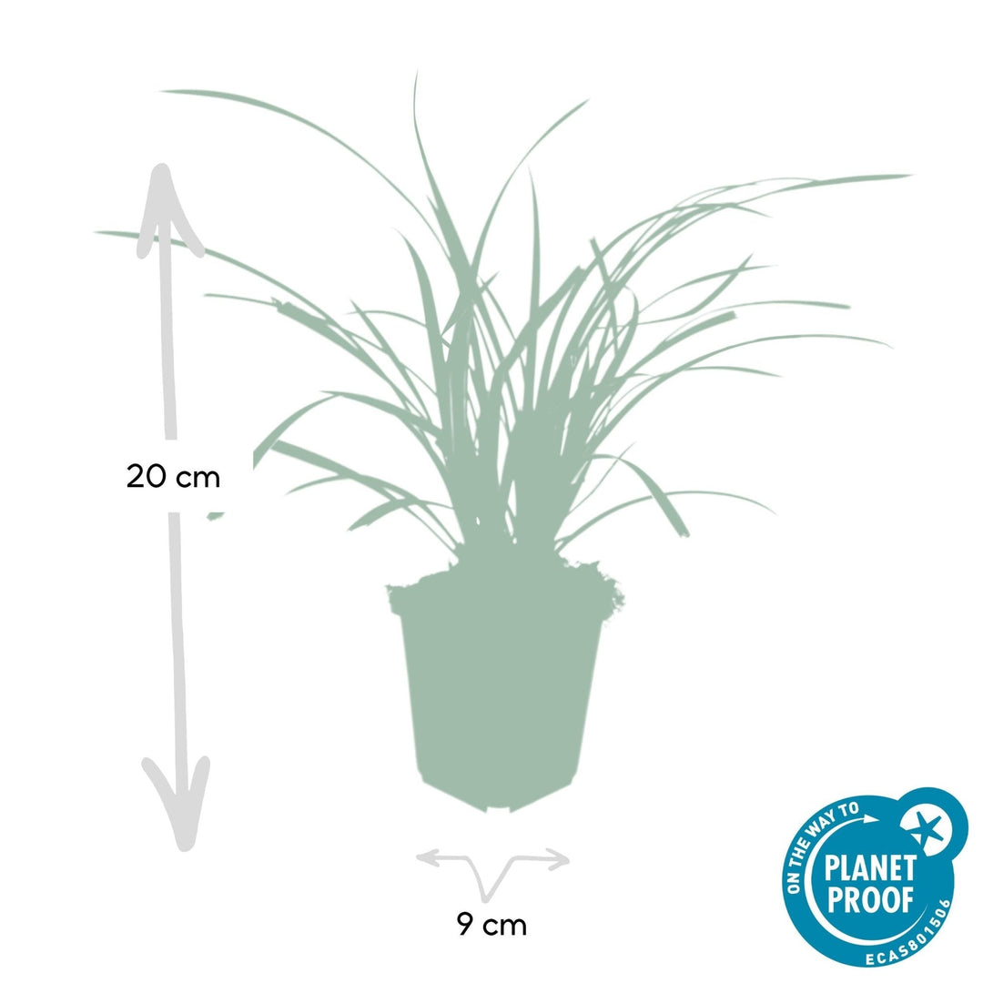 Carex morrowii 'Ice Dance' - 20cm - Zimmerpflanze Kaufen
