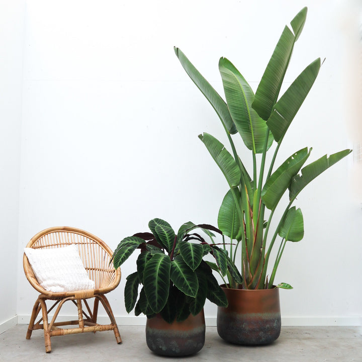 Calathea Warscewiczii - 90cm - Pfauenpflanze - Zimmerpflanze