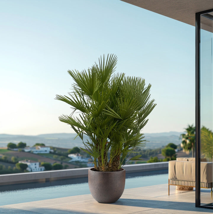 Chamaerops Humilis Multistamm - 140cm - Zimmerpflanze Kaufen