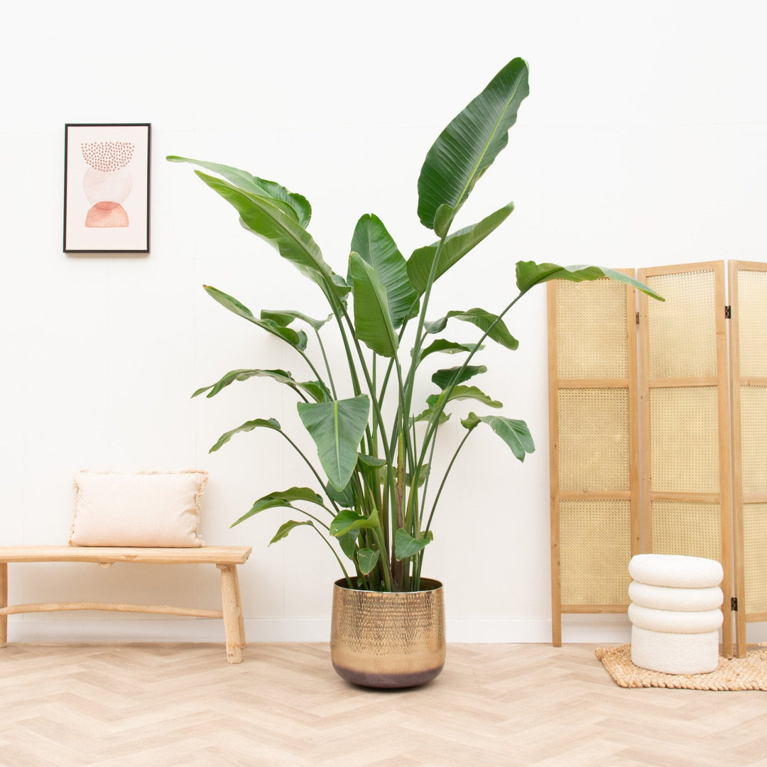 Strelitzia Nicolai de luxe XXL - Ø40 - 250cm - Paradiesvogelblume