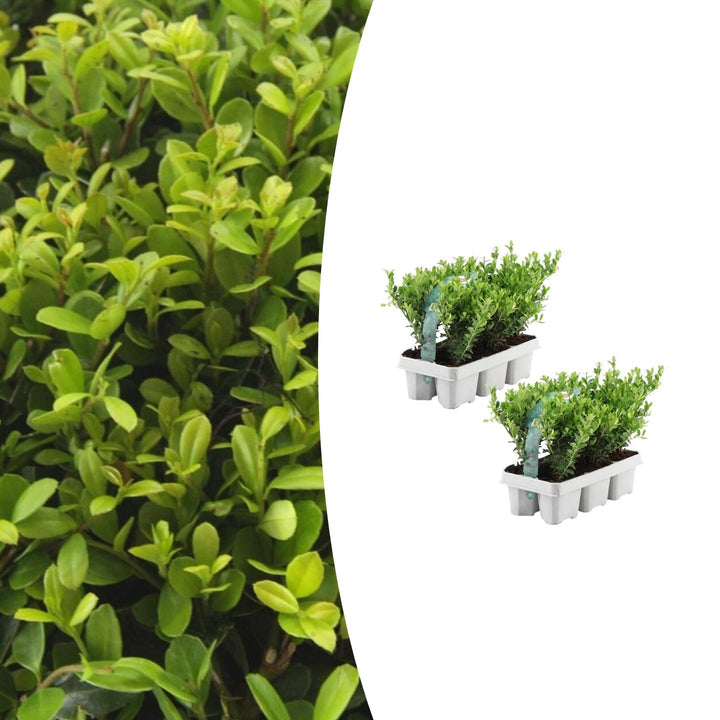 Kombipaket - Ilex Crenata 'Jenny' - 15cm