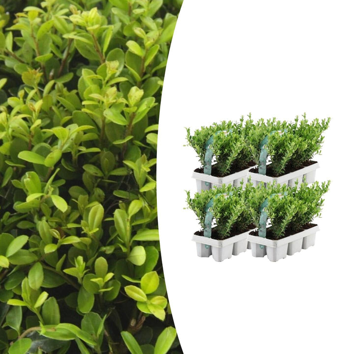 Kombipaket - Ilex Crenata 'Jenny' - 15cm