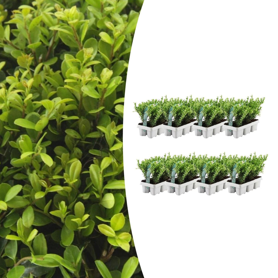 Kombipaket - Ilex Crenata 'Jenny' - 15cm