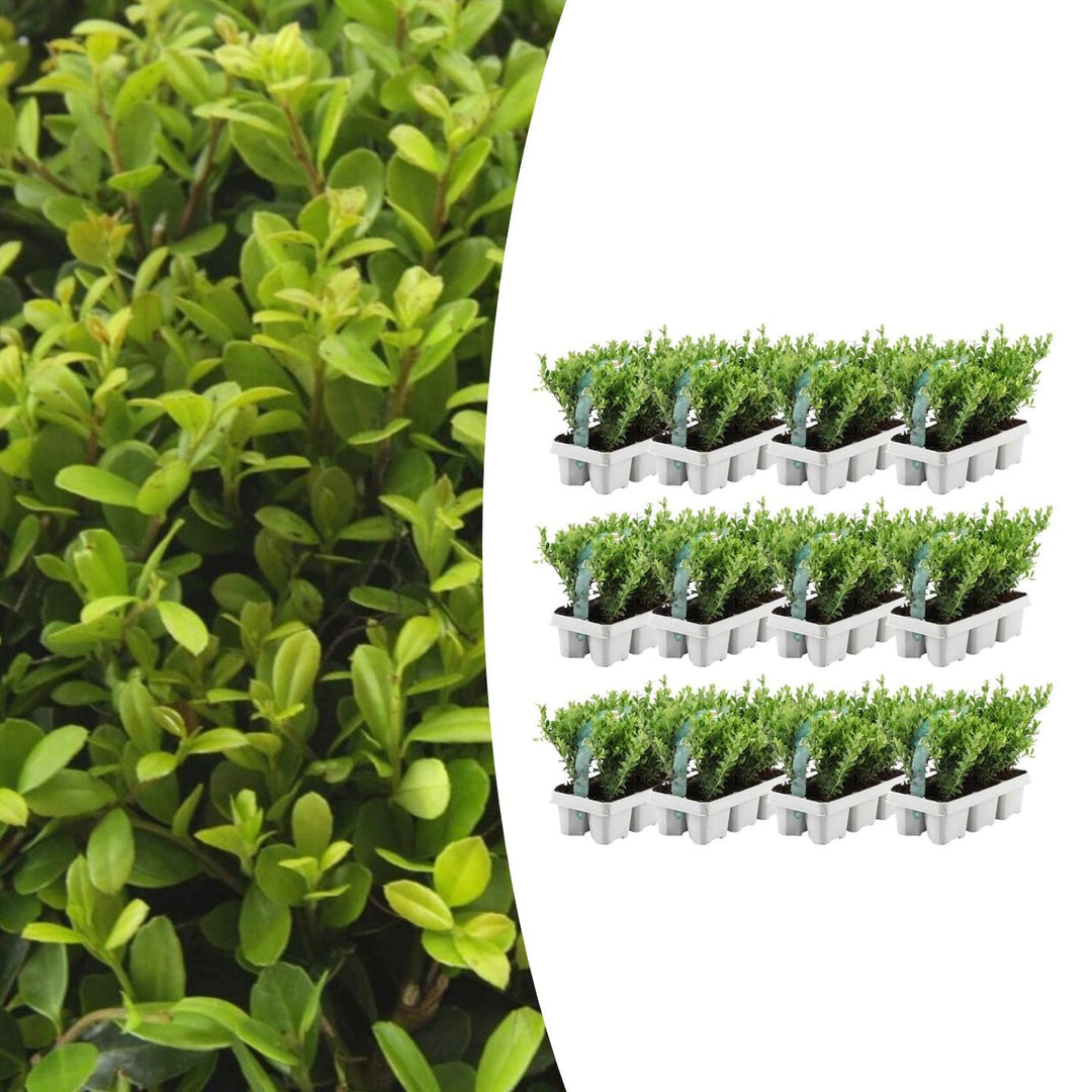 Kombipaket - Ilex Crenata 'Jenny' - 15cm