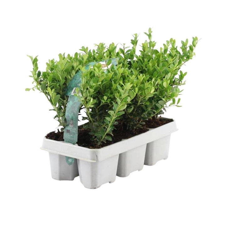 Kombipaket - Ilex Crenata 'Jenny' - 15cm