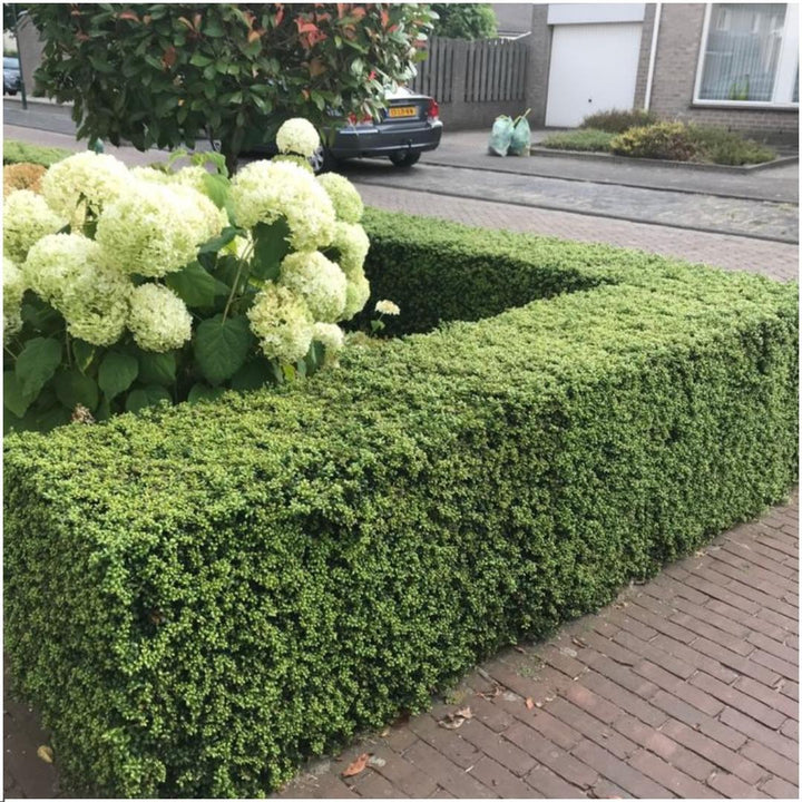 Kombipaket - Ilex Crenata 'Jenny' - 15cm
