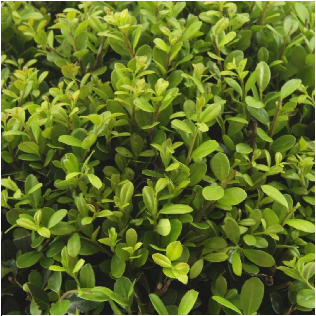 Kombipaket - Ilex Crenata 'Jenny' - 15cm