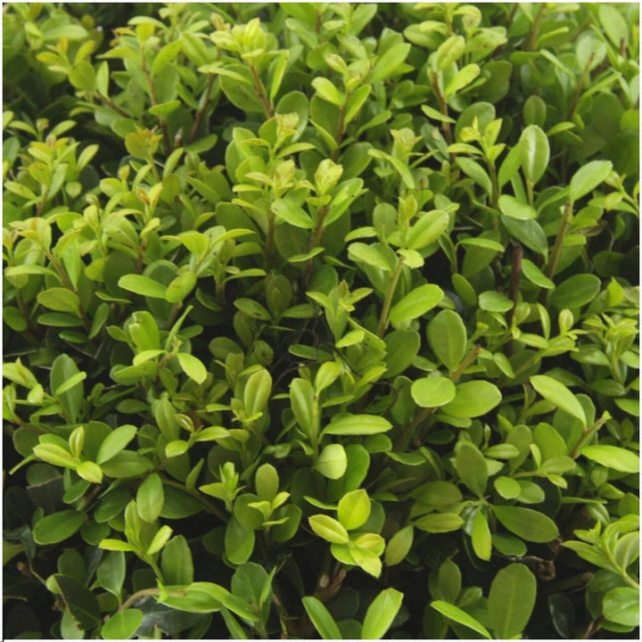 Kombipaket - Ilex Crenata 'Jenny' - 15cm
