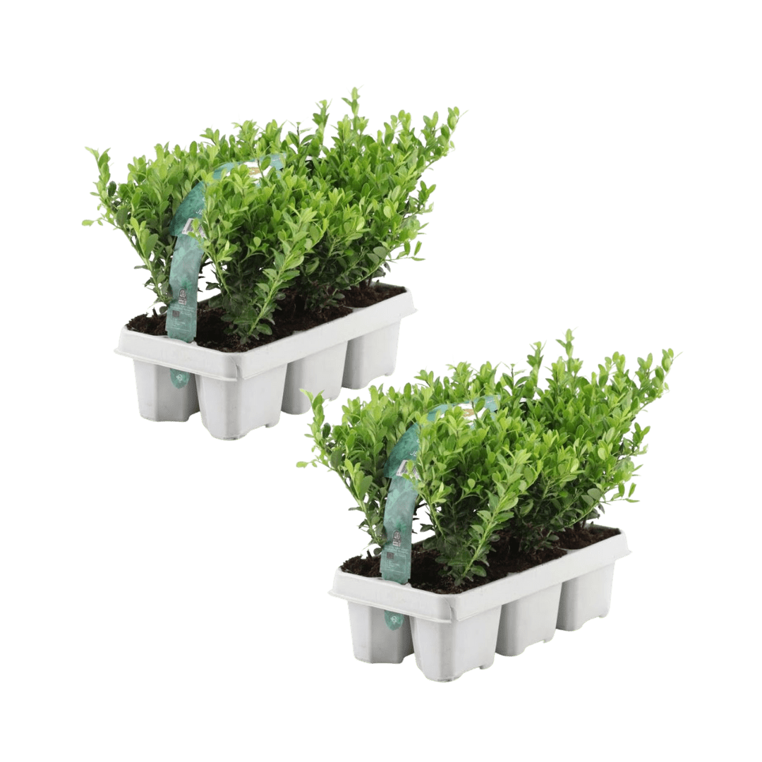 Kombipaket - Ilex Crenata 'Jenny' - 15cm