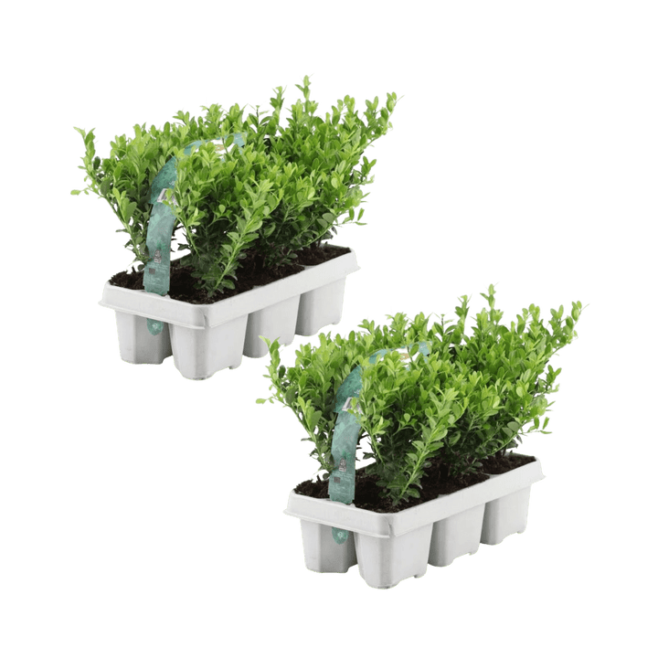 Kombipaket - Ilex Crenata 'Jenny' - 15cm