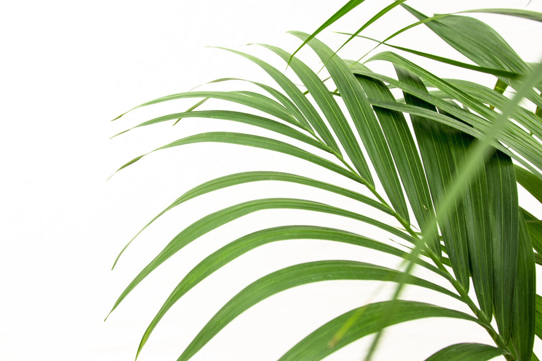 Kentia Palm XXL 4