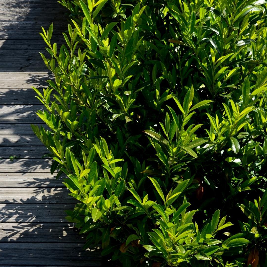 Großer Kirschlorbeer Caucasica für 10 Meter Hecke - 130cm