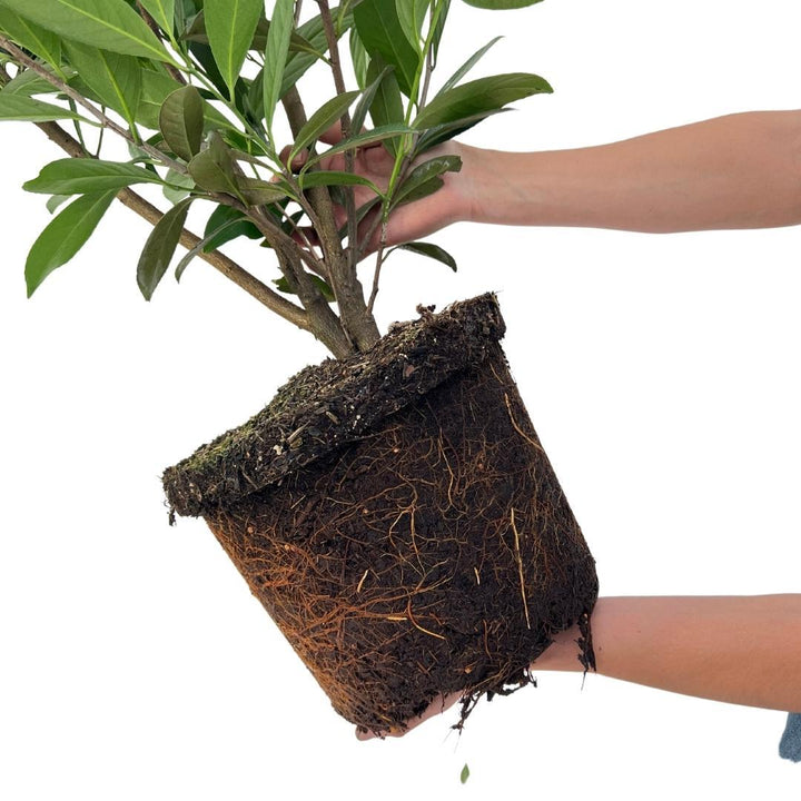 Großer Kirschlorbeer Caucasica für 10 Meter Hecke - 130cm