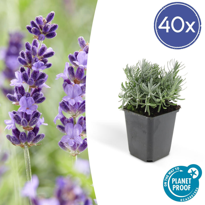 Lavandula 'Hidcote' - 20cm - Lavendel - Zimmerpflanze Kaufen
