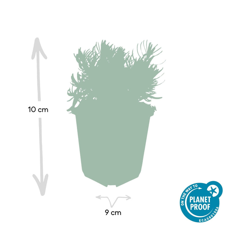 Lavandula 'Hidcote' - 20cm - Lavendel - Zimmerpflanze Kaufen