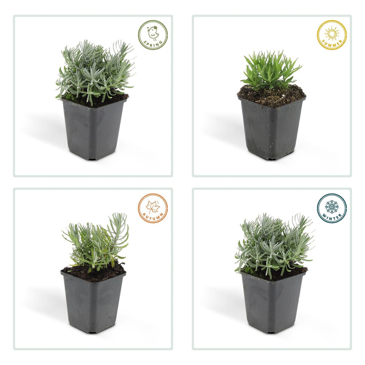Lavandula 'Hidcote' - 20cm - Lavendel - Zimmerpflanze Kaufen