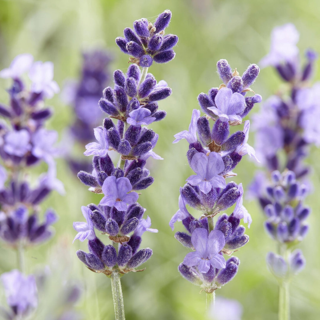 Lavandula 'Hidcote' - 20cm - Lavendel - Zimmerpflanze Kaufen