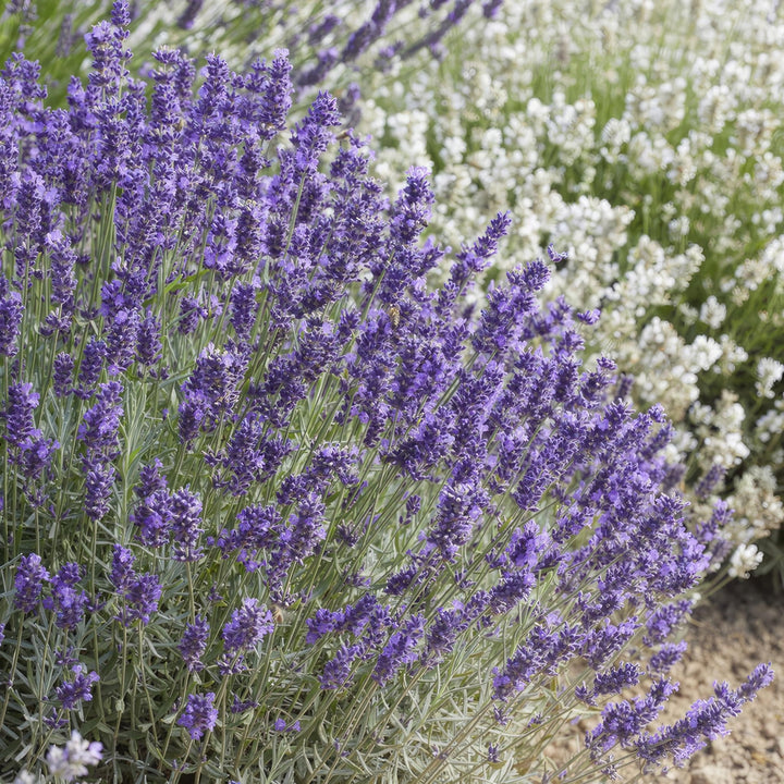 Lavandula 'Hidcote' - 20cm - Lavendel - Zimmerpflanze Kaufen