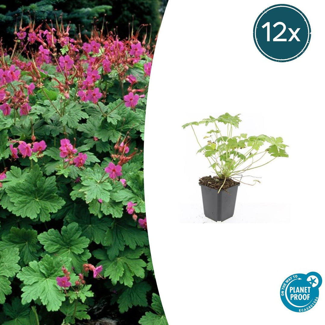 Geranium macrorrhizum 'Czakor' - 20cm - Zimmerpflanze Kaufen