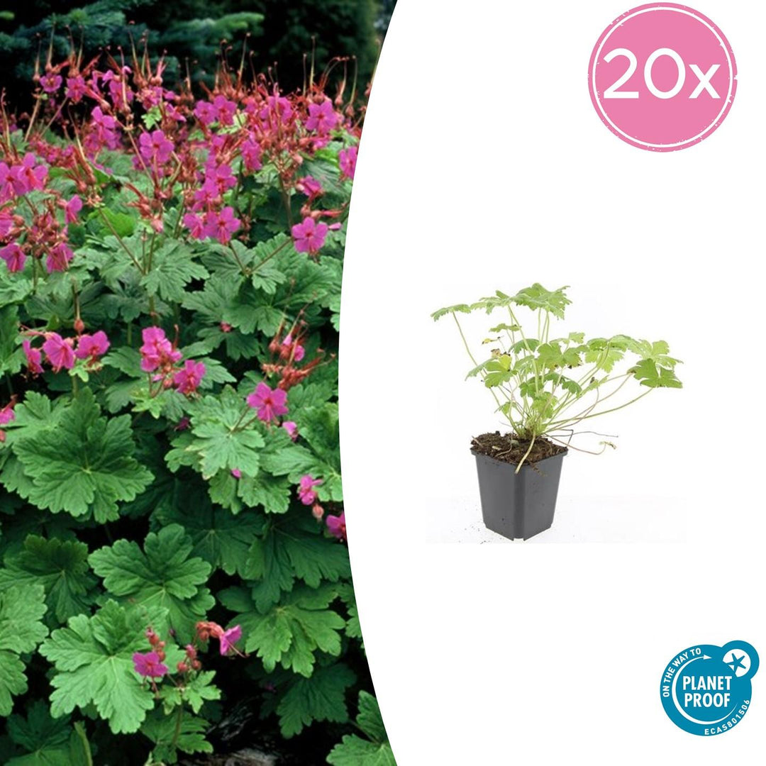 Geranium macrorrhizum 'Czakor' - 20cm - Zimmerpflanze Kaufen