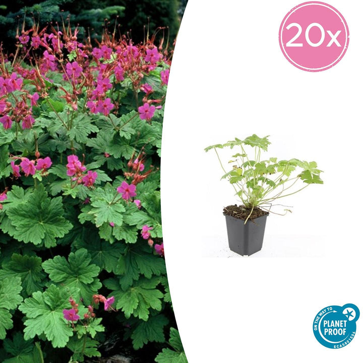Geranium macrorrhizum 'Czakor' - 20cm - Zimmerpflanze Kaufen