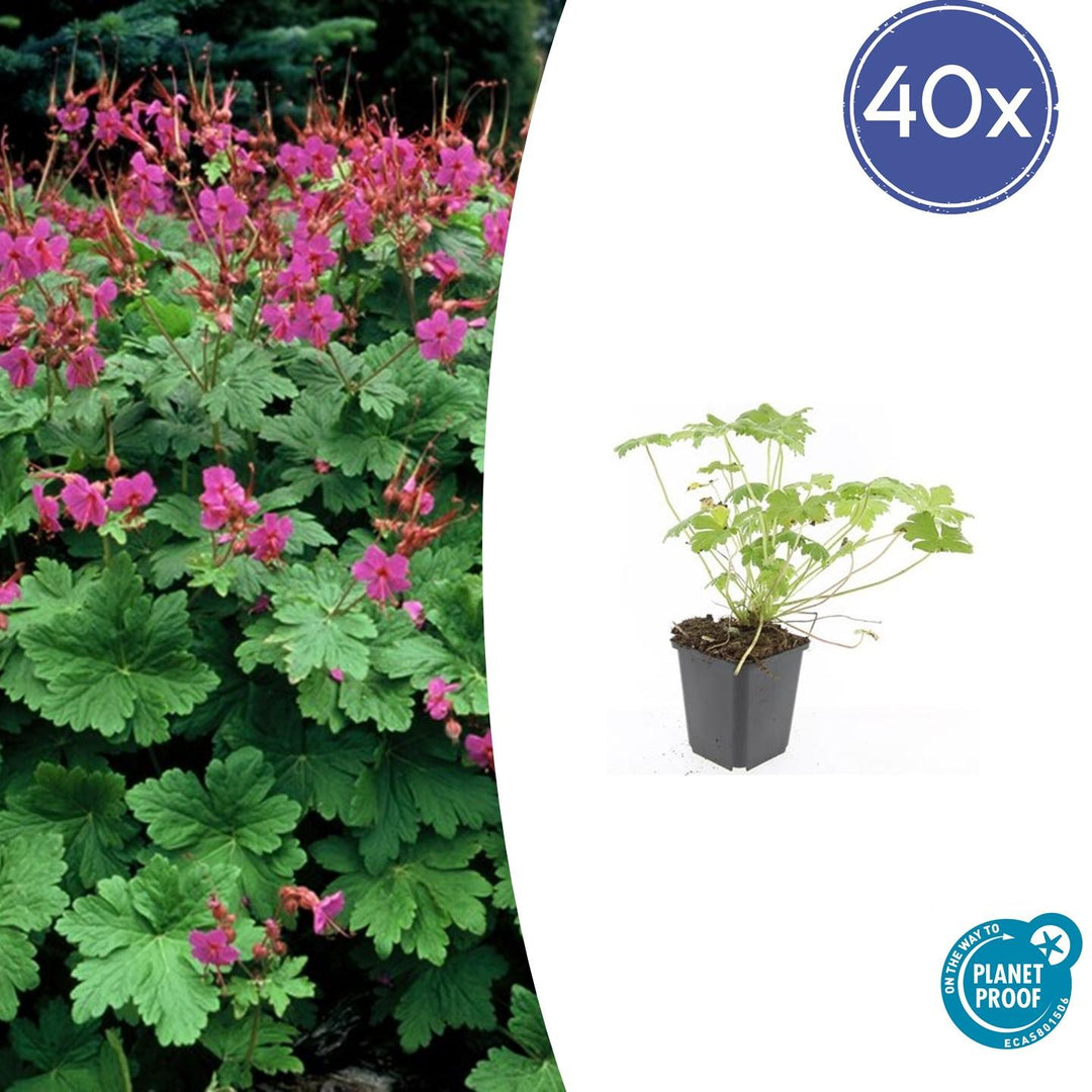 Geranium macrorrhizum 'Czakor' - 20cm - Zimmerpflanze Kaufen
