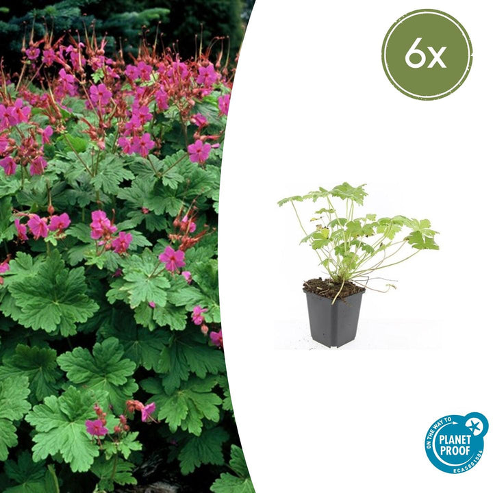Geranium macrorrhizum 'Czakor' - 20cm - Zimmerpflanze Kaufen