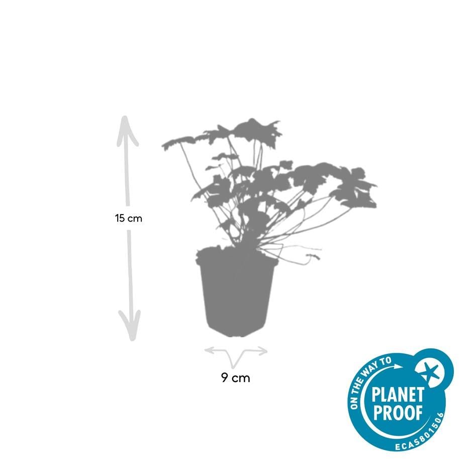 Geranium macrorrhizum 'Czakor' - 20cm - Zimmerpflanze Kaufen