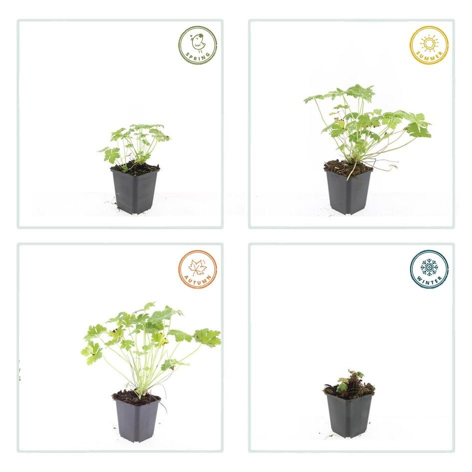 Geranium macrorrhizum 'Czakor' - 20cm - Zimmerpflanze Kaufen