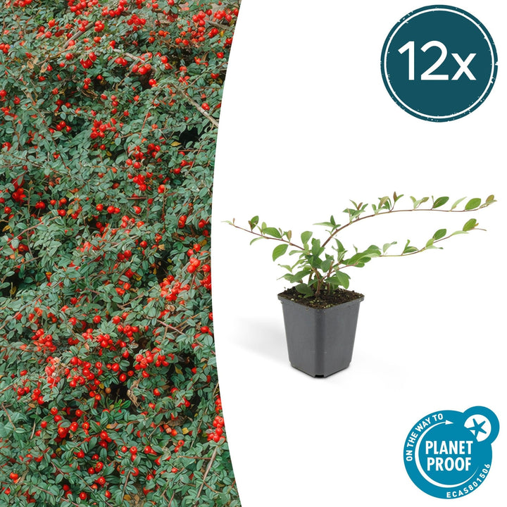 Cotoneaster Dammeri 'Major' - 25cm - Zimmerpflanze kaufen