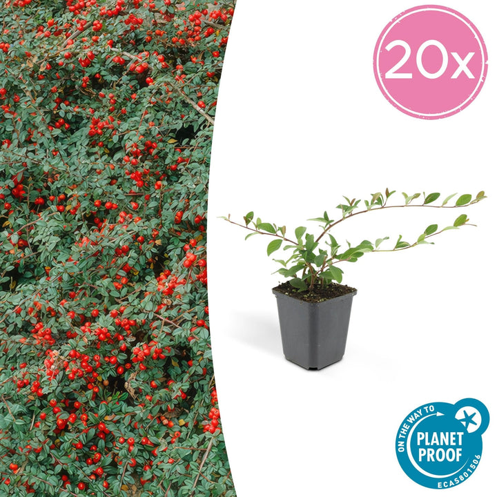Cotoneaster Dammeri 'Major' - 25cm - Zimmerpflanze kaufen