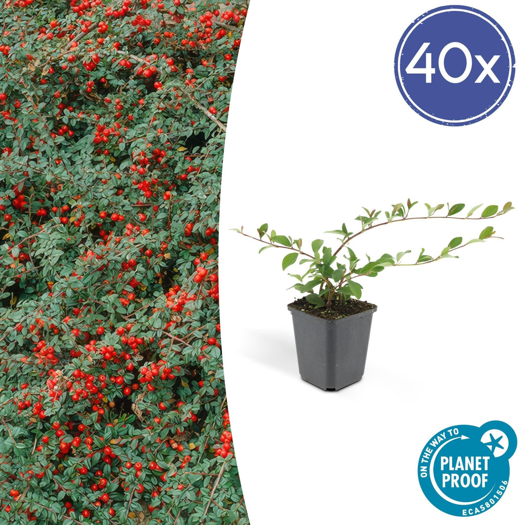 Cotoneaster Dammeri 'Major' - 25cm - Zimmerpflanze kaufen