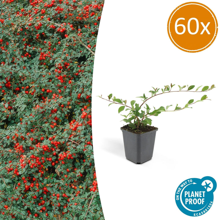 Cotoneaster Dammeri 'Major' - 25cm - Zimmerpflanze kaufen