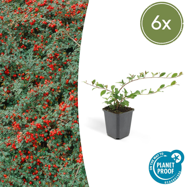 Cotoneaster Dammeri 'Major' - 25cm - Zimmerpflanze kaufen
