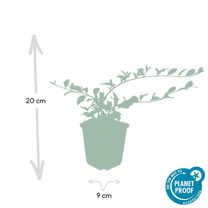 Cotoneaster Dammeri 'Major' - 25cm - Zimmerpflanze kaufen