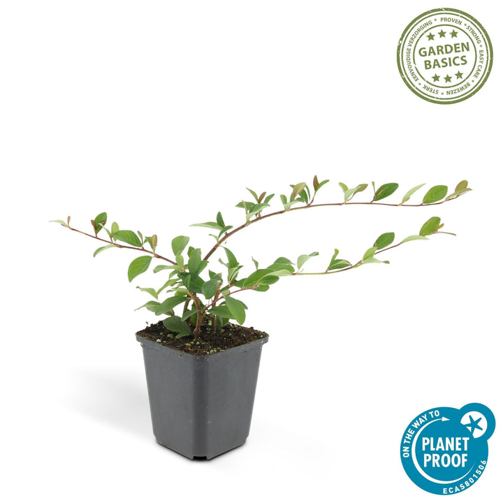Cotoneaster Dammeri 'Major' - 25cm - Zimmerpflanze kaufen