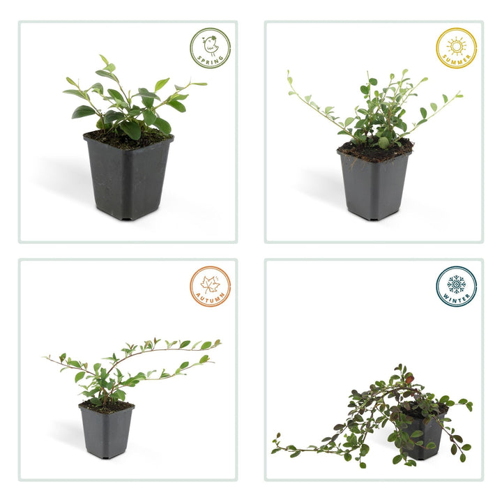Cotoneaster Dammeri 'Major' - 25cm - Zimmerpflanze kaufen