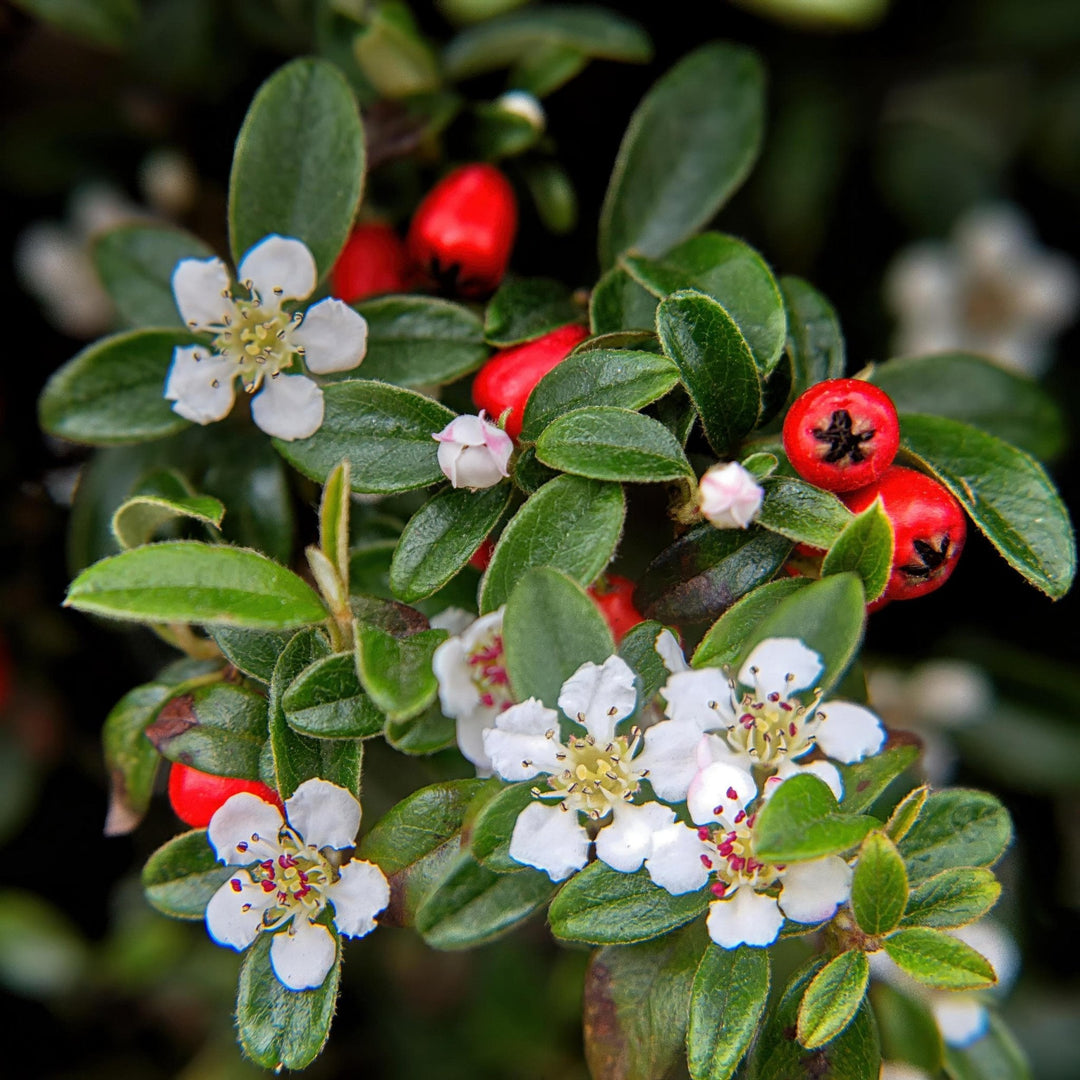 Cotoneaster Dammeri 'Major' - 25cm - Zimmerpflanze kaufen
