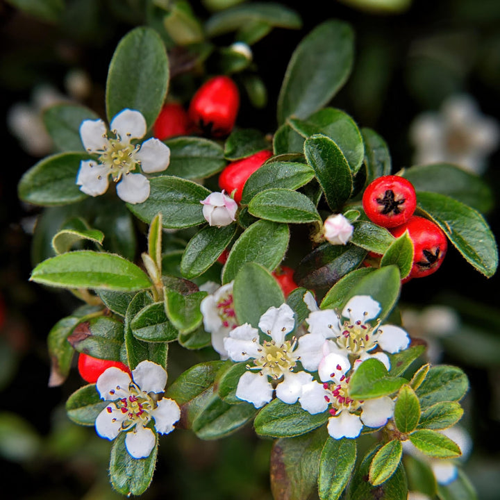 Cotoneaster Dammeri 'Major' - 25cm - Zimmerpflanze kaufen