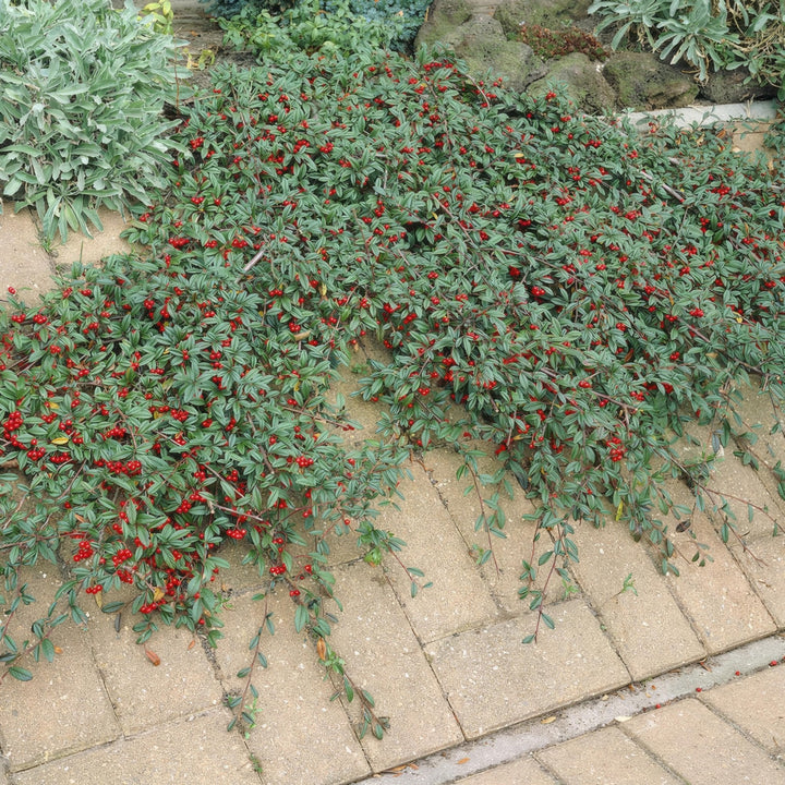 Cotoneaster Dammeri 'Major' - 25cm - Zimmerpflanze kaufen