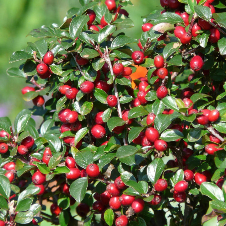 Cotoneaster Dammeri 'Major' - 25cm - Zimmerpflanze kaufen