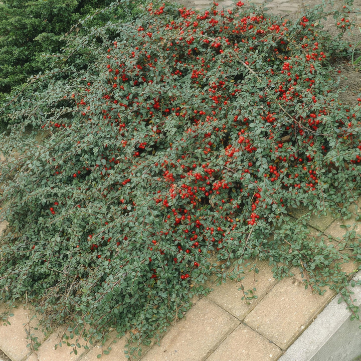 Cotoneaster Dammeri 'Major' - 25cm - Zimmerpflanze kaufen